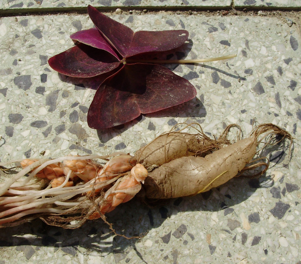 Oxalis triangularis