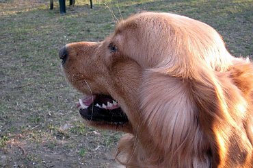 Golden Retriver #Psy #GoldenRetriver