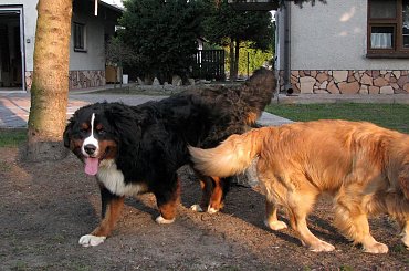 Golden Retriver #Psy #GoldenRetriver #lezajsktm