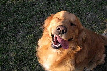 Golden Retriver #Psy #GoldenRetriver #lezajsktm