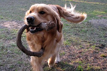 Golden Retriver #Psy #GoldenRetriver #lezajsktm