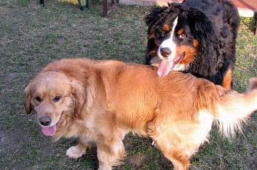Golden Retriver, Berneński Pies Pasterski #Psy #lezajsktm #BerneńskiPiesPasterski #Berneńczyk #GoldenRetriver