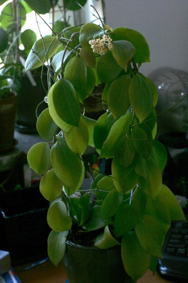 hoya nicholsoniae EPC-126 plant