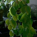 hoya nicholsoniae EPC-126 plant