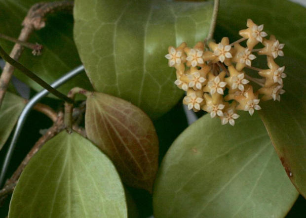 hoya nicholsoniae EPC-126 flower