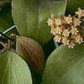 hoya nicholsoniae EPC-126 flower