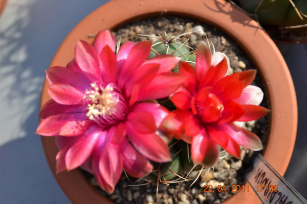 Gymnocalycium baldianum