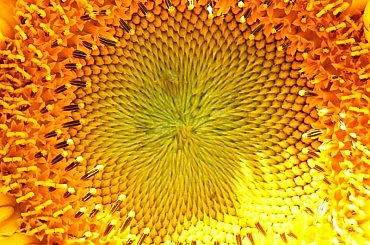 Słonecznik zbliżenie. #słonecznik