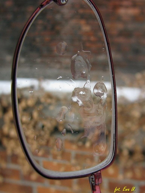 mrozik trzyma - kropelka wody spadła mi na okulary i z lodowiskiem przed oczami wróciłam do domu :)