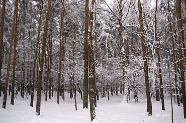 WIELKA ZIMA !!! #zima #śnieg #drzewa #park