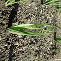 Galtonia 2008
