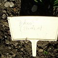 Galtonia 2008