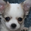 twarz #chihuahua