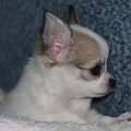 profil #chihuahua