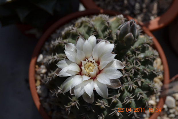 Gymnocalycium quehlianum