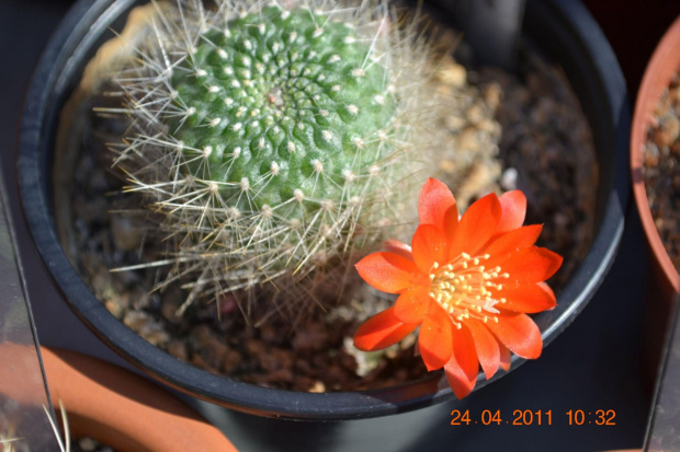 Rebutia senilis var. kesselringiana