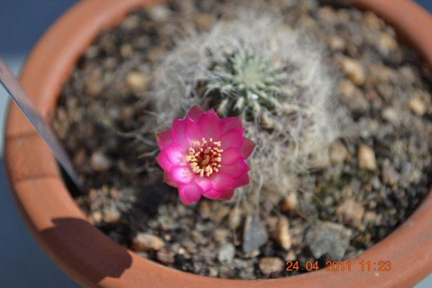 Sulcorebutia hertusii