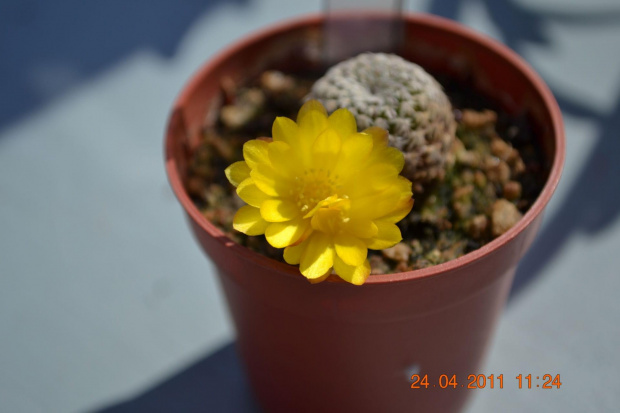 Sulcorebutia langeri