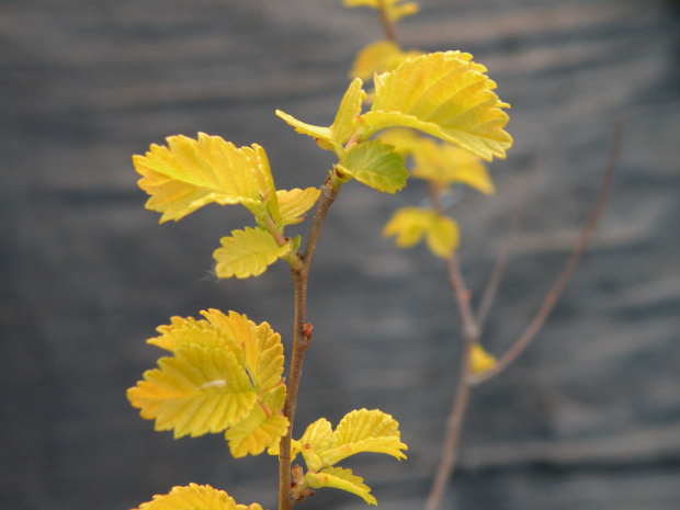 Ulmus pumila 'Beijing Gold'