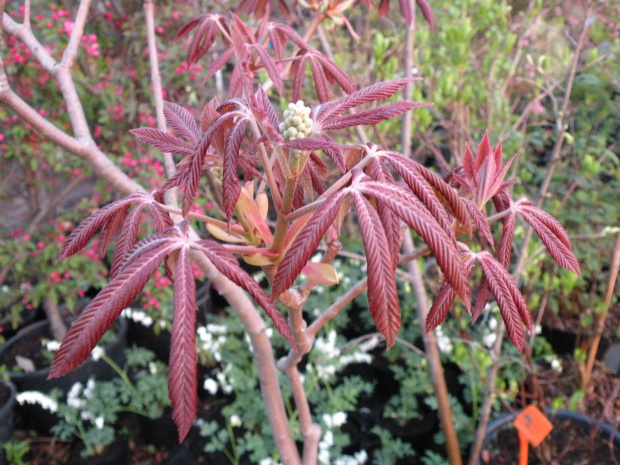 Aesculus pavia 'Rosea Nana'