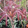 Aesculus pavia 'Rosea Nana'