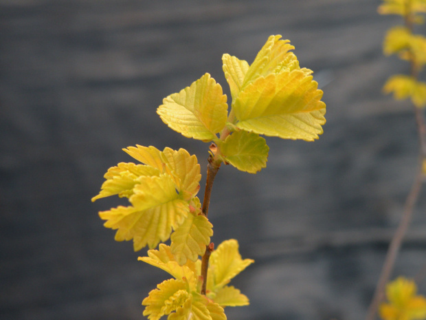 Ulmus pumila 'Beijing Gold'