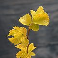 Ulmus pumila 'Beijing Gold'