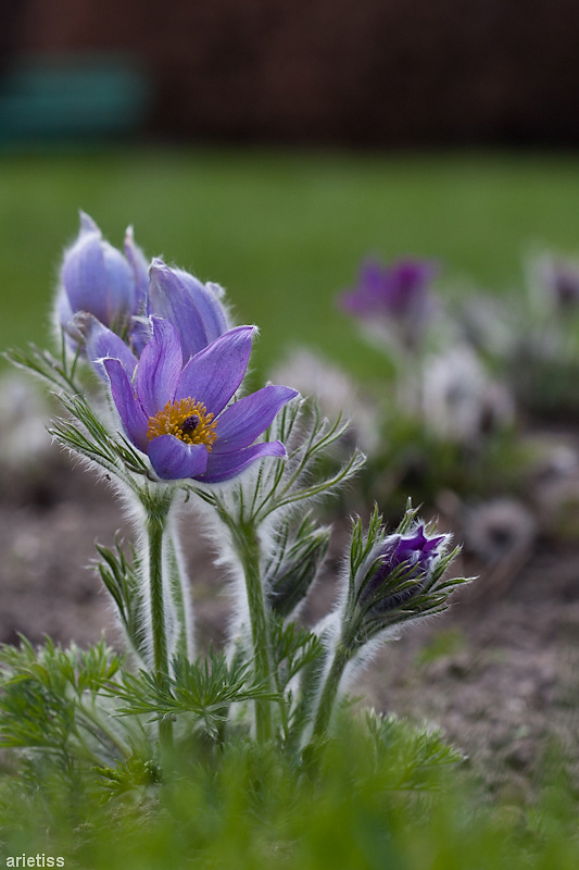 Sasanki... #arietiss #flora #kwiat #sasanka