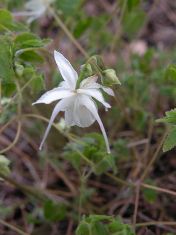 Epimedium grandiflorum var. higoense