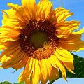 Urodzinowy kwiatek dla DOOMA.
Życzę Ci , aby Twoje życie było tak słoneczne jak ten słonecznik. #słonecznik