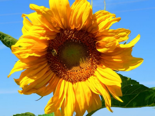 Urodzinowy kwiatek dla DOOMA.
Życzę Ci , aby Twoje życie było tak słoneczne jak ten słonecznik. #słonecznik