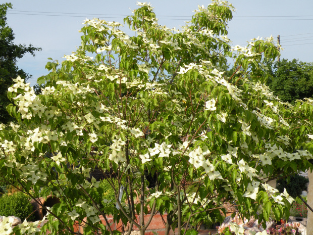 Cornus kousa 'Milky Way'