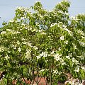 Cornus kousa 'Milky Way'