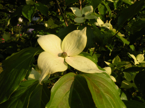 Cornuskousa 'Teutonia'