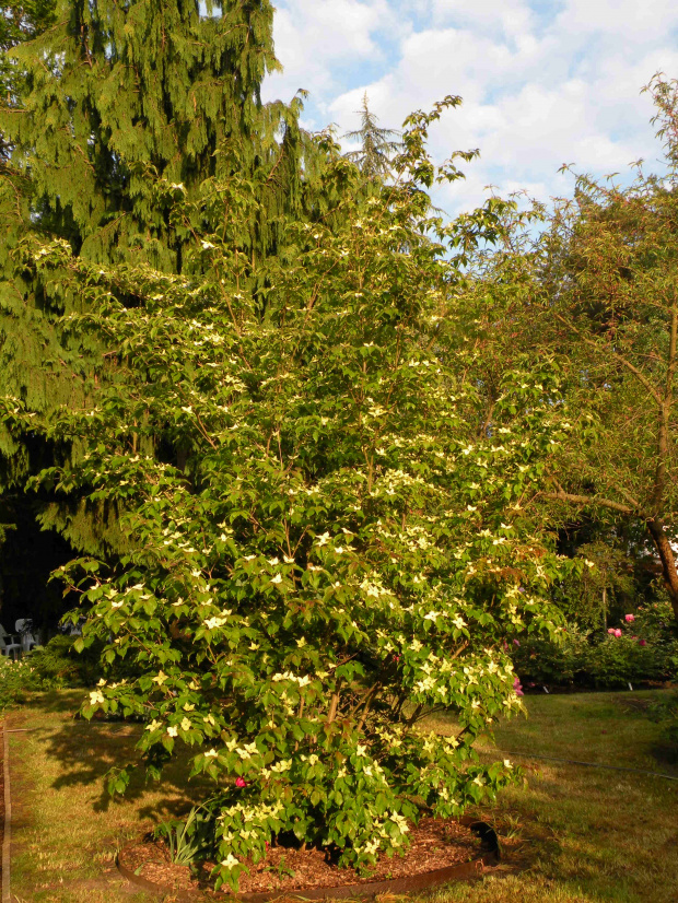 Cornuskousa 'Teutonia'