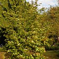 Cornuskousa 'Teutonia'