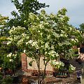 Cornus kousa 'Milky Way'