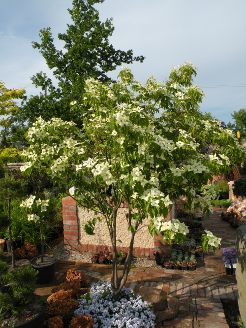 Cornus kousa 'Milky Way'