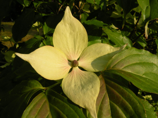 Cornuskousa 'Teutonia'