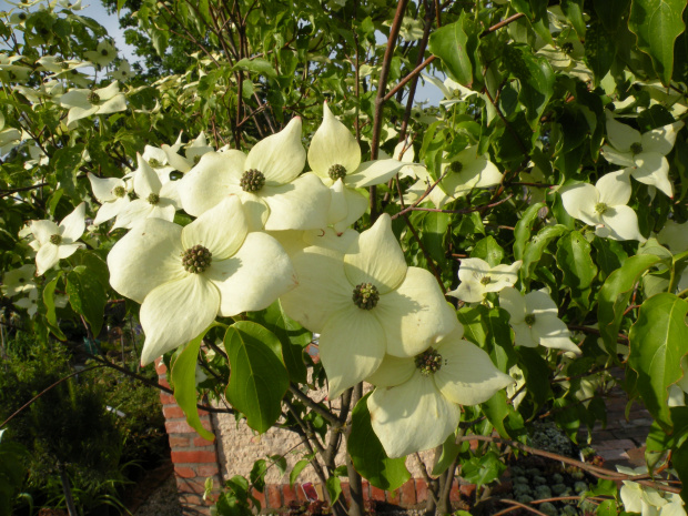 Cornus kousa 'Milky Way'