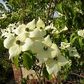 Cornus kousa 'Milky Way'