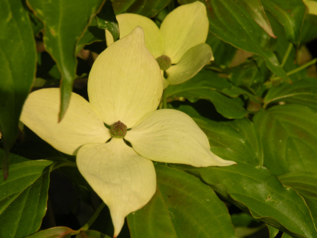 Cornuskousa 'Teutonia'