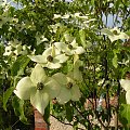 Cornus kousa 'Milky Way'