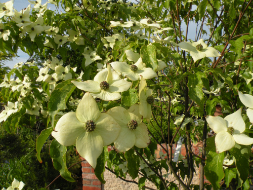 Cornus kousa 'Milky Way'