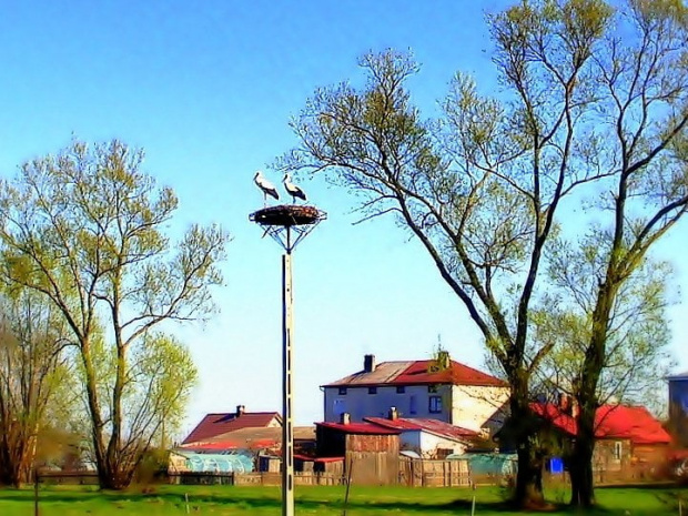 Na Podlasiu stawia się zwyczajowo gniazda dla boćków, bo one do nas zlatują, jak zwykle :)