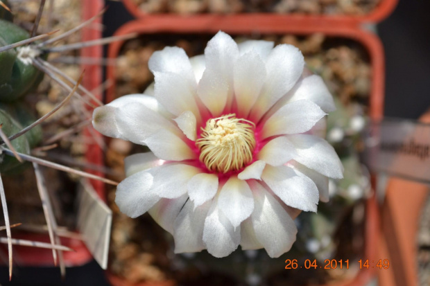 Gymnocalycium altagraciense