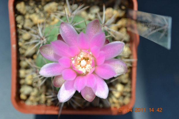 Gymnocalycium neuhumberi sierra-de san luiz