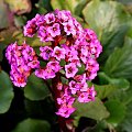 Bergenia.