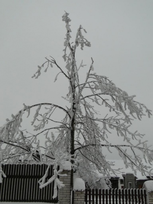 Pokiereszowane drzewo przez ciężką szadź i lód