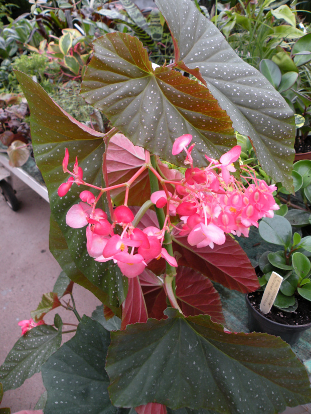 Begonia limmingheana ?